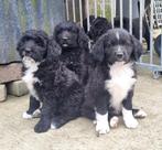 Bijzonder lieve mooie puppy's, Particulier, Rabiës (hondsdolheid), Meerdere, 8 tot 15 weken