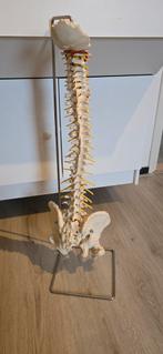 Beweeglijke wervelkolom met bekken, Ophalen of Verzenden, Overige typen