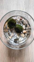 2 Marimo mosballen op water! Zeldzaam!, Ophalen, Overige soorten, Minder dan 100 cm