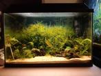 Overcompleet 60 cm aquarium, Ophalen, Gebruikt, Gevuld zoetwateraquarium