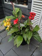 40 Canna Zaden - Tropisch Bloemriet, Ophalen