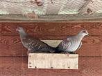 Guinea duiven, Dieren en Toebehoren, Vogels | Duiven, Meerdere dieren, Overige soorten