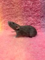 Tamme dwergratten vrouw, Dieren en Toebehoren, Rat, Vrouwelijk, Tam, September