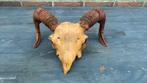 Schedel met horens(ram?), Ophalen of Verzenden