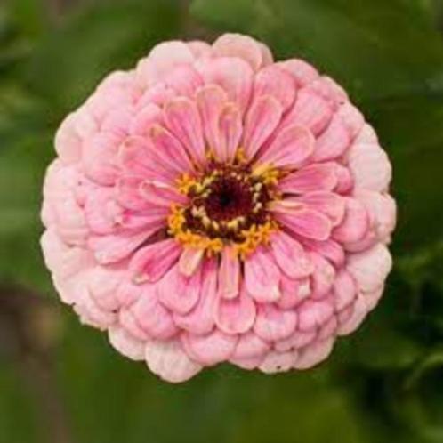 Zinnia miss Wilmott zaden, Tuin en Terras, Bloembollen en Zaden, Zaad, Voorjaar, Volle zon, Ophalen of Verzenden