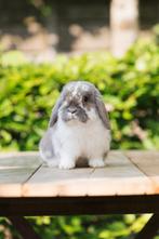 Super lieve Isabella bonte Ram (NHD), Dieren en Toebehoren, Konijnen, Mannelijk, Dwerg