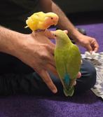 Baby agapornis dwergpapegaai tam 7 weken, Meerdere dieren, Dwergpapegaai of Agapornis, Tam