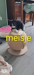 Laatste Kitten(MEISJE) van nestje te koop weken jong, Dieren en Toebehoren