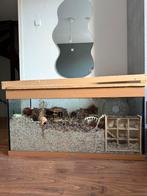 Hamster aquarium, Dieren en Toebehoren, Knaagdieren en Konijnen | Hokken en Kooien, Ophalen