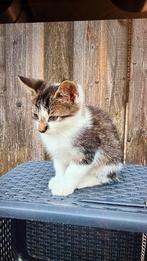 Lieve boerderijpoesjes❤️, Dieren en Toebehoren, Katten en Kittens | Overige Katten, Poes, Kortharig, 0 tot 2 jaar
