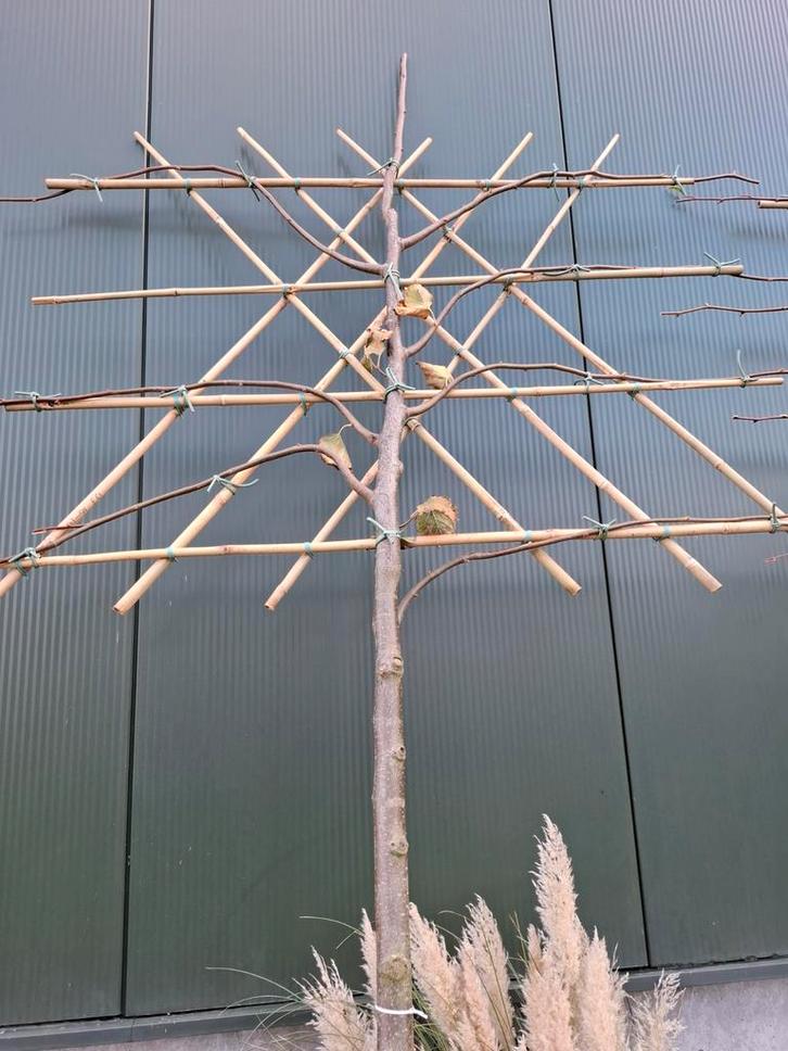 Leilinde (Tilia palida) - Stamhoogte 170cm, Tuin en Terras, Planten | Bomen, Leiboom, 250 tot 400 cm, Volle zon, Ophalen