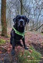 Oppas voor uw hond, Dieren en Toebehoren, Ophalen, Hond