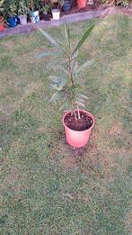 Oleander, Tuin en Terras, Planten | Tuinplanten, Ophalen, Zomer, Overige soorten, Volle zon