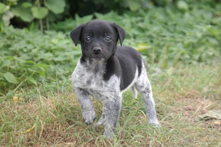 Boerenfox pups te koop, Dieren en Toebehoren, Honden | Herdershonden en Veedrijvers, Meerdere dieren, Overige rassen, Fokker | Hobbymatig