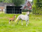 Update: kwaliteitsvolle Welsh A keurmerrie en hengst veulen, Dieren en Toebehoren, Pony's, Niet van toepassing, 0 tot 2 jaar, Hengst