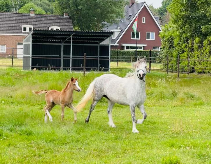 Update: kwaliteitsvolle Welsh A keurmerrie en hengst veulen, Dieren en Toebehoren, Pony's, Hengst, Niet van toepassing, A pony (tot 1.17m)