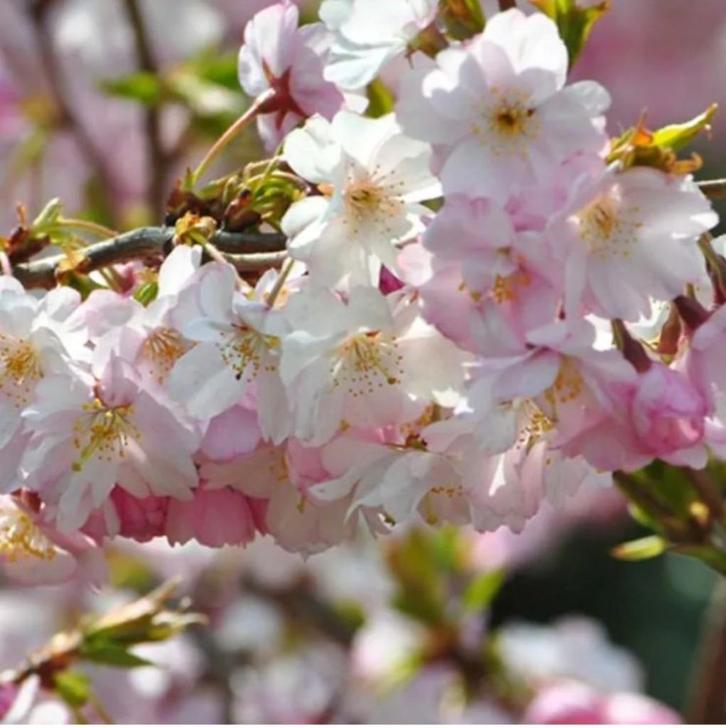 Prunus Autumnalis Rosea - Japanse sierkers op stam, Tuin en Terras, Planten | Bomen, Overige soorten, 100 tot 250 cm, Volle zon