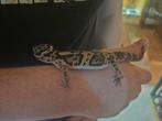 Mooi luipaard gekko man, Dieren en Toebehoren, Reptielen en Amfibieën, Hagedis