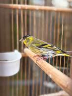 Prachtige sijs man, Mannelijk, Wildzangvogel, Geringd