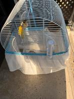 Kanarie vogels, Ophalen, Zo goed als nieuw, Metaal, Vogelkooi