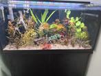 Aquarium Compleet 100 Liter, Ophalen of Verzenden, Gebruikt, Gevuld zoetwateraquarium