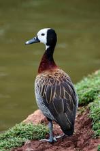 Witwang boomeenden, Dieren en Toebehoren, Pluimvee, Meerdere dieren, Eend