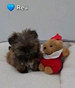 Mooie boomer pups, Parvo, 8 tot 15 weken, Eén hond, Nederland