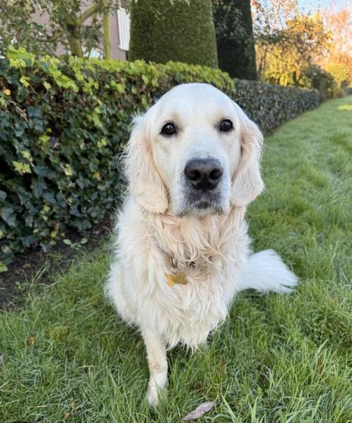 Hondenuitlaatservice & oppas, Dieren en Toebehoren, Honden-accessoires, Ophalen of Verzenden