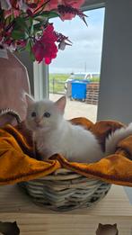 Raszuivere Ragdoll kittens blue point / cream point !, Meerdere dieren, Gechipt, 0 tot 2 jaar