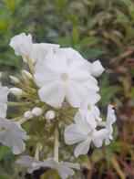 Vlambloem phlox paniculata David, Ophalen of Verzenden, Overige soorten, Volle zon