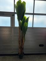 Kunstplant bananenboom - 240cm - 3 stuks, Huis en Inrichting, Ophalen, Zo goed als nieuw, Binnen