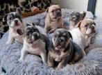 🥰 unieke isabella tan pied franse bulldog DEKREU Lorenzo 🥰, Dieren en Toebehoren, Honden | Dekreuen, Particulier, Rabiës (hondsdolheid)