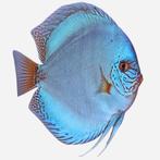 Zoek nog stuk of 6 discusvissen, Dieren en Toebehoren, Vissen | Aquariumvissen, Vis