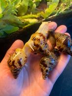 Jonge achatina reticulata, Afrikaanse reuzenslakken te koop, Meerdere dieren, Na 1 juli 2024