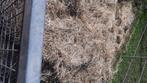 Weiland met stal gezocht met spoed, Dieren en Toebehoren, Stalling en Weidegang, Weidegang