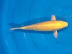 zeer mooie yamabukki 28 cm, Dieren en Toebehoren, Vissen | Vijvervissen, Karper of Koi