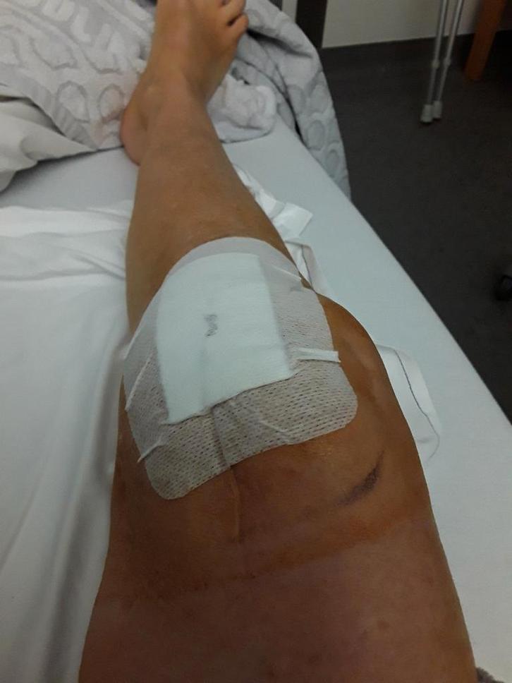 inie mini harlekijn poedeltje teefje, Dieren en Toebehoren, Honden | Chihuahua's en Gezelschapshonden, Teef, Poedel, Particulier