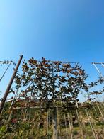 Leibeuken groen en rood in verschillende maten, Tuin en Terras, Planten | Bomen, Ophalen of Verzenden, Volle zon, Overige soorten