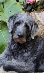 Gezocht: poedelreu middenslag, Rabiës (hondsdolheid), Teef, Eén hond, 3 tot 5 jaar