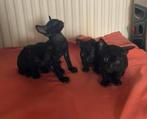 Cornish rex kittens, Dieren en Toebehoren, Meerdere dieren, Ontwormd, 0 tot 2 jaar