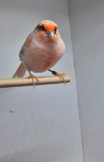 Harlekijn kanarie foto 1 man foto 2 pop 2025 zonder kooi, Dieren en Toebehoren, Vogels | Kanaries, Meerdere dieren