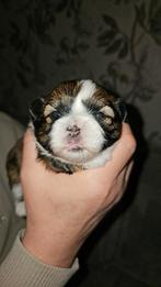 2 schattige snoetjes shih tzu x mini yorkshire /maltezer, Parvo, Overige rassen, 8 tot 15 weken, Meerdere