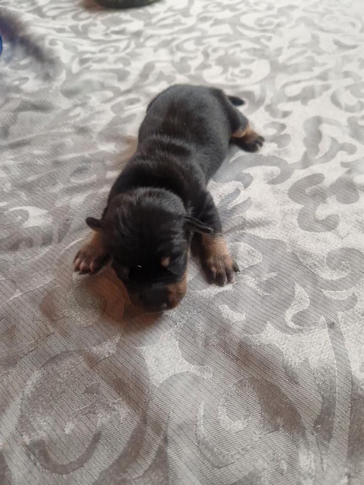 Raszuivere jack russel pups, Dieren en Toebehoren, Honden | Jack Russells en Terriërs, Meerdere dieren, Jack Russell Terriër, Particulier
