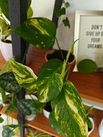 Verschillende soorten en maten kamerplanten, Huis en Inrichting, Kamerplanten, Ophalen of Verzenden, Halfschaduw, Minder dan 100 cm