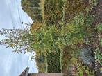 Gratis kleine boom, Tuin en Terras, Ophalen, Volle zon, Overige soorten, 250 tot 400 cm