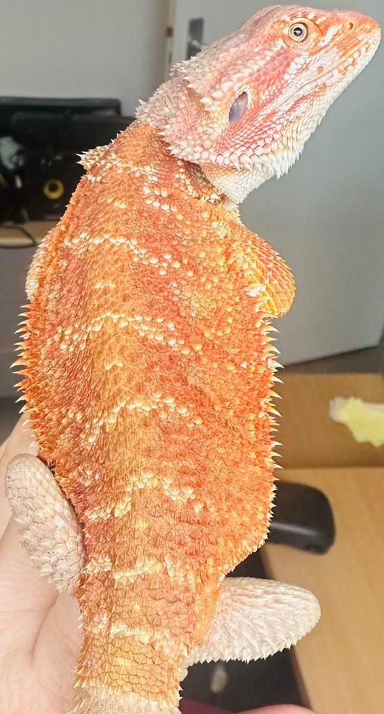 Mooi gekleurde baardagaam vrouw, Dieren en Toebehoren, Reptielen en Amfibieën, Hagedis, 0 tot 2 jaar