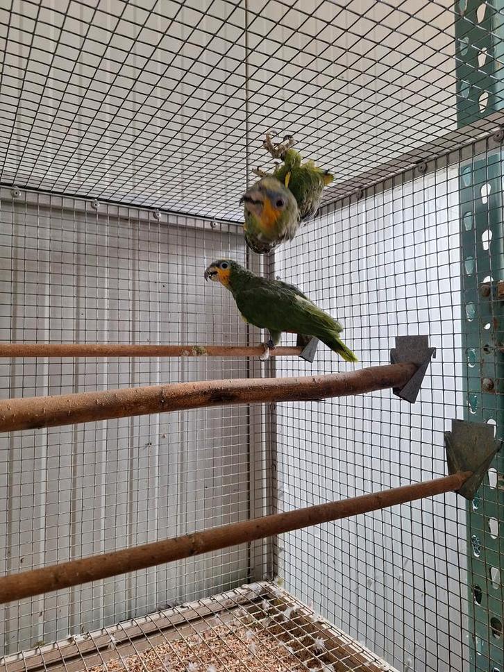 Koppel Venezuela amazone's., Dieren en Toebehoren, Vogels | Parkieten en Papegaaien, Parkiet, Meerdere dieren, Geringd