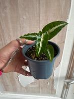 Syngonium Wedlandii Stek in Potgrond, Overige soorten, In pot, Minder dan 100 cm, Groene kamerplant