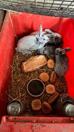 Konijnen te koop, Meerdere dieren