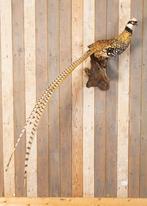 Opgezette koningsfazant met lange staart - taxidermie, Ophalen, Gebruikt, Vogel, Opgezet dier